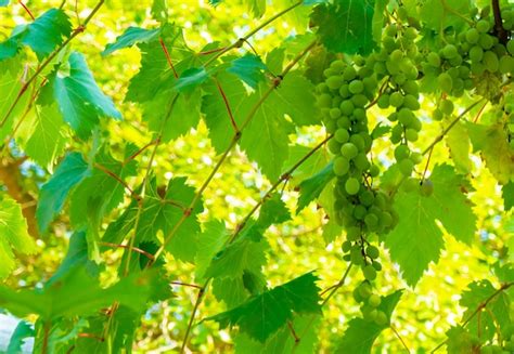 Premium Photo | Ripe green grape in vineyard grapes green taste sweet ...