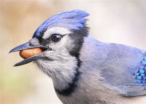 Blue Jay with peanut Photograph by Jim Hughes - Pixels