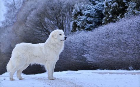 Great Pyrenees Wallpapers - Wallpaper Cave