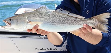 Fish Rules - Weakfish in FL State Waters