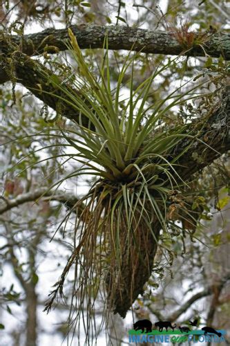 Fisheating Creek Wildlife Management Area – Imagine Our Florida, Inc