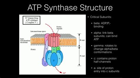 ATP Synthase: Mechanism of ATP Synthesis - YouTube