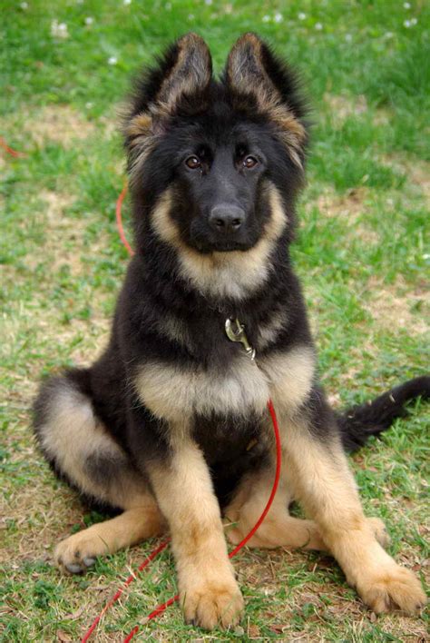 European German Shepherd Breeders | PETSIDI