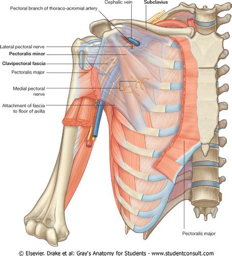 The Upper Limb: Areas of Transition Flashcards | Quizlet