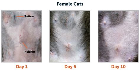 Cat Spay Incision Healing Process: A Guide to Feline Surgical Recovery ...