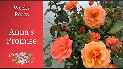 🌹Anna's Promise // Grandiflora Rose // Weeks Roses /WEKdoofat - YouTube