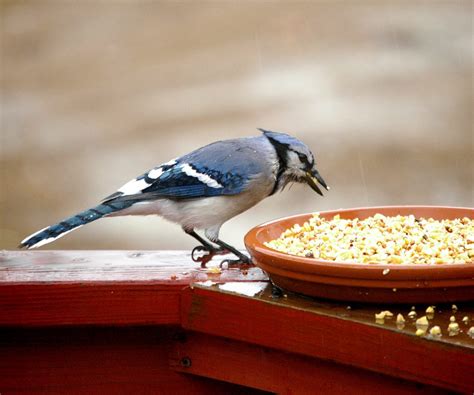 Blue Jay | Celebrate Urban Birds