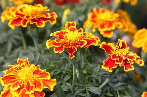 Marigold | Mosquito repelling plants, Plants, Growing plants