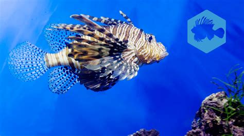 Invasive Lionfish Management - Conservation Diver