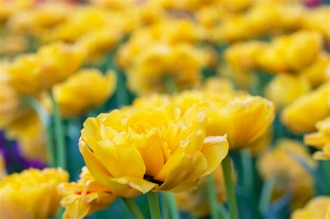 Premium Photo | Yellow tulips beautiful spring flowers