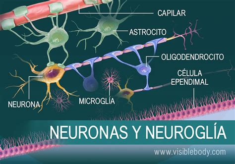 Hacia Fuera Accesible Definir Que Son Las Neuronas Y Cuales Son Sus | The Best Porn Website