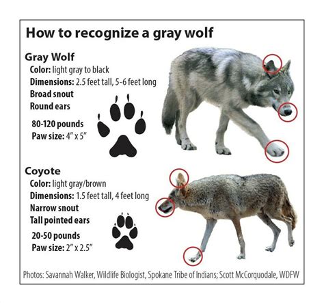 Timber Wolf ( Canis Lupus) - Sololobos