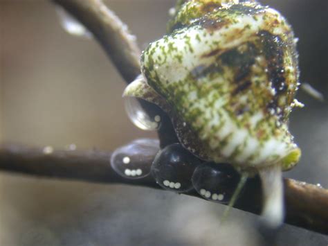 How long do cerith snail eggs take to hatch? - Reef Central Online Community