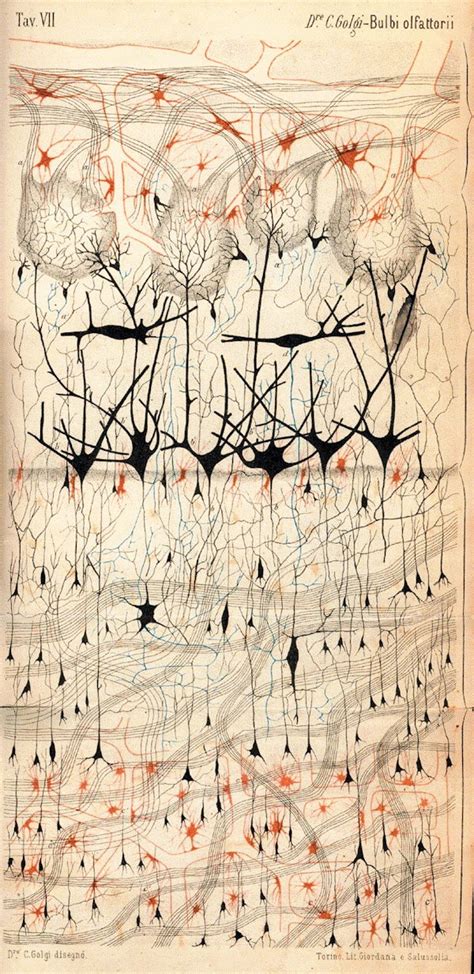 Early Illustrations of the Nervous System by Camillo Golgi and Santiago Ramón y Cajal – The ...