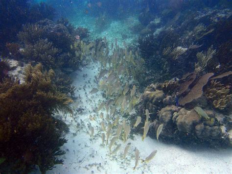 The BEST Snorkeling in Cancun | CARM Blog