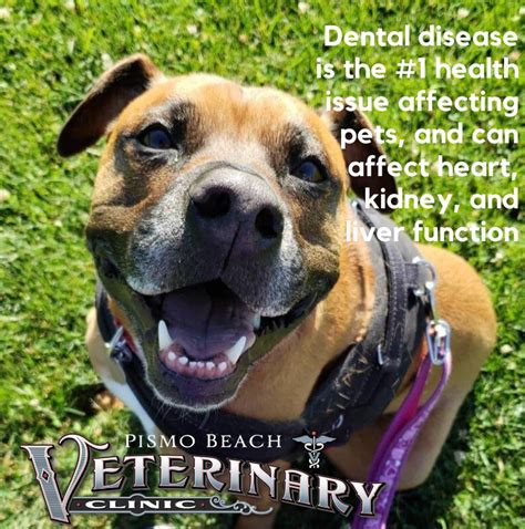 The Dangers of Non-Anesthetic Dentistry in Your Pet - Pismo Beach Veterinary Clinic