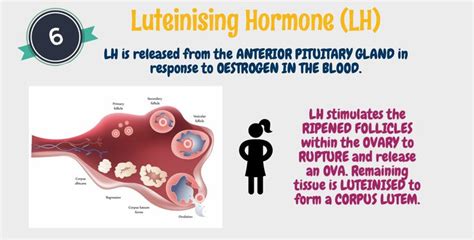 Luteinising Hormone (LH) | Hormones, Anatomy and physiology, Physiology