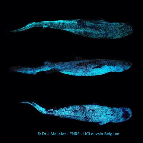 Scientists discover three glow-in-the-dark sharks