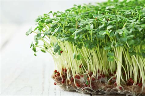 7 Reasons Why Broccoli Sprouts are Good for Your Skin - Blend of Bites