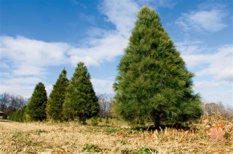 Trek to a Tennessee Christmas Tree Farm - Tennessee Home and Farm