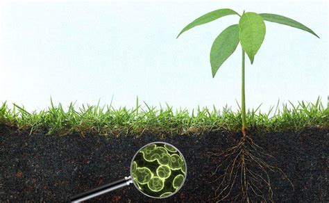 Beneficial Soil Microorganisms | Importance & Application