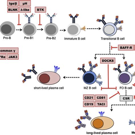 B-cell development and B-cell subsets. B cells develop in the BM from ...