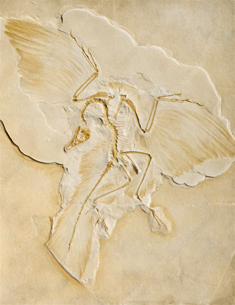 Archaeopteryx Fossil - Stock Image - C009/2890 - Science Photo Library