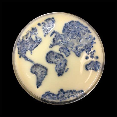 8 Best Agar Art images | Agar, Microbiology, Petri dish