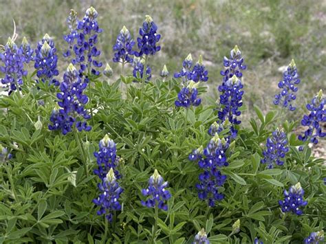 Bluebonnets