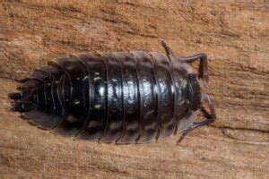 Here's "What animals eat woodlice" (Explained)