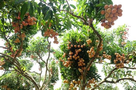 Vietnam's "lychee kingdom” looks to conquer demanding markets