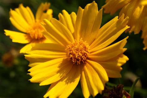 Coreopsis Plant : How to grow and care Coreopsis | Growing Tickseed - Naturebring