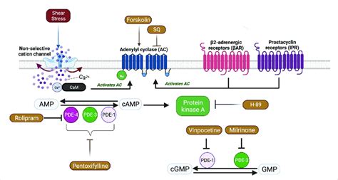 A schematic view of Adenylyl cyclase (AC) signaling pathway and the ...