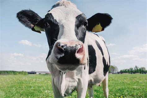 Do Male Cows Have Udders? 6 Interesting Facts About Cows - A-Z Animals