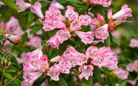 Download Flower Nature Azalea HD Wallpaper