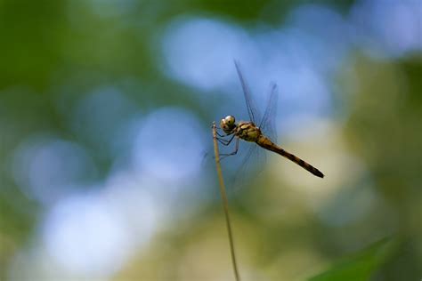 The Dragonfly Photolog - Photolog 2023