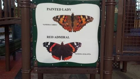 Red Admiral Butterfly Vs Painted Lady