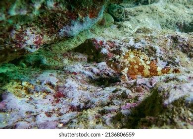 Scorpaenidae Known Scorpionfish Family Mostly Marine Stock Photo ...