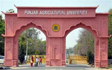 Punjab Agricultural University Evaluates Effects of Surface Seeding ...