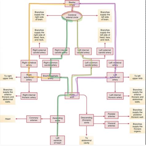 Anatomy and Physiology Chapter 21: Cardiovascular System- Blood Vessels and Circulation ...