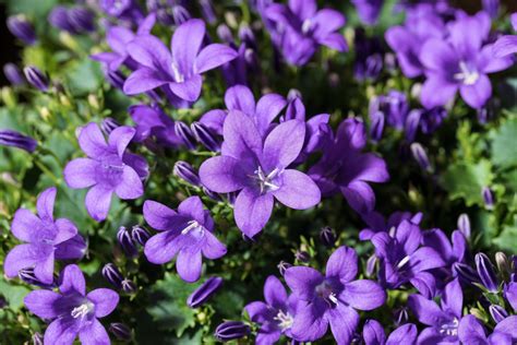 16 Purple Perennials For Never Ending Beauty - Gardening