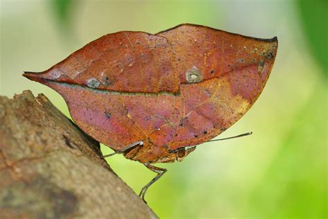 The Dead Leaf Butterfly - Camouflage King of the Asian Tropics | The ...