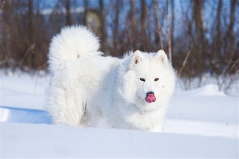 Samoyed dog on the snow stock photo. Image of pedigree - 13432200