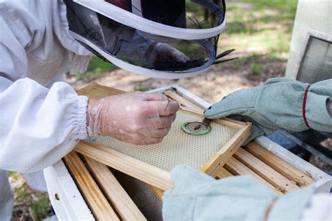 Image of Queen bee marking - Austockphoto