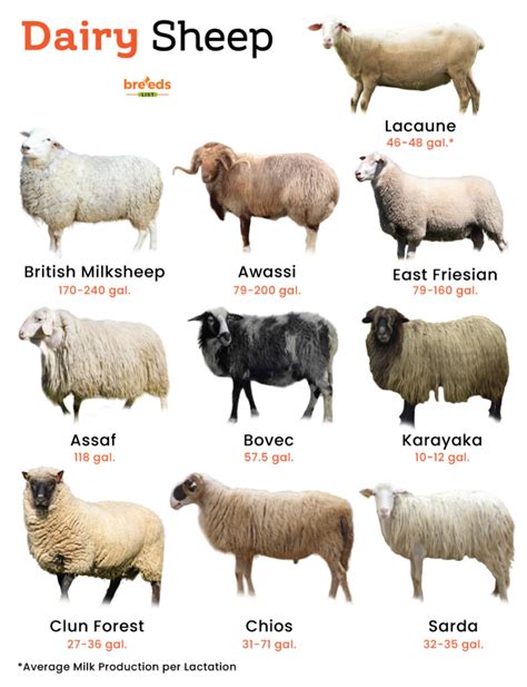 List of Dairy Sheep Breeds With Pictures