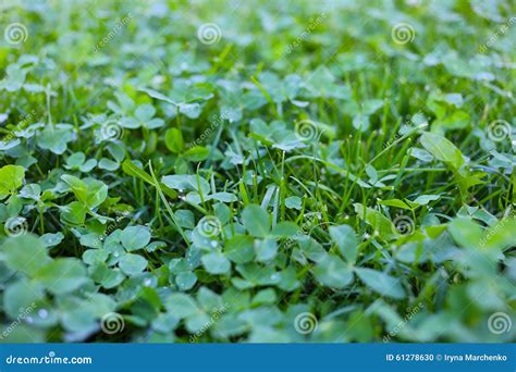 Clover garden stock photo. Image of lawn, gardening, grass - 61278630