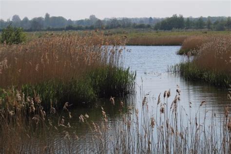 North Cave Wetlands Nature Reserve (Brough) - 2020 All You Need to Know BEFORE You Go (with ...