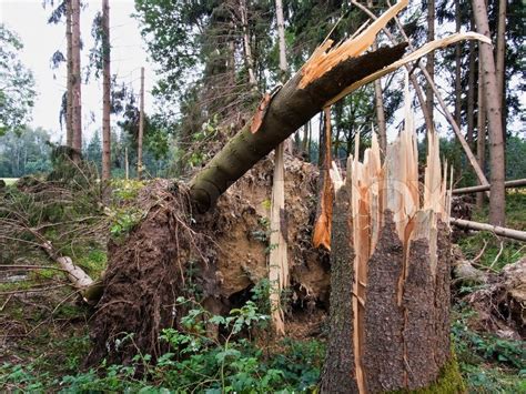 Fallen trees in the forest after a ... | Stock image | Colourbox