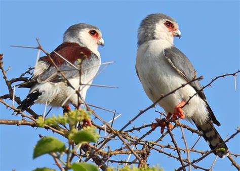 Pygmy Falcon