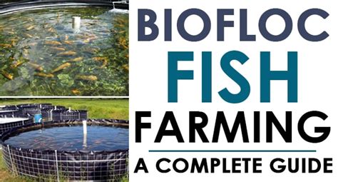 Biofloc Fish Farming – A Complete Guide - Farming Pedia